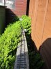 Lonicera Growth2012.JPG Lonicera Growth2012.JPG