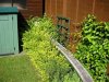 Lonicera Nitida growth mid May 2011.JPG