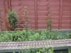 Lonicera sprouting 2.JPG Lonicera sprouting 2.JPG