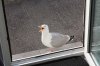 WEB Seagull social distance.jpg