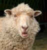 Ewe-sheep-1-01.jpeg