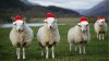 xmas sheep 1.jpg