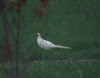 Albino Pheasant.JPG