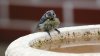 Blue Tit 06-06-21 03.jpg