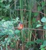 kingfisher sutton1.jpg