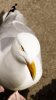 Gulls_2.jpg