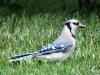 jay2-002.jpg