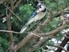 jay3-004.jpg