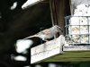 chipping sparrow-001.jpg