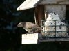 female brown headed cowbird 3.jpg