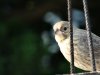 female brown headed cowbird 4.jpg