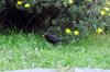 Blackbird 3.jpg