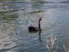 21-black swan-1.jpg