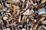 frosty leaves 1.jpg