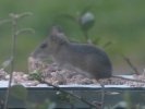 fieldmouse-01.jpg fieldmouse-01.jpg