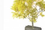 Tree03.jpg