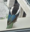 Magpie 1.jpg