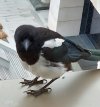 Magpie 2.jpg