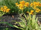 monarch-pre pupa.jpg monarch-pre pupa.jpg