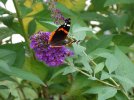 red admiral open.jpg red admiral open.jpg