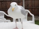 WEB Seagull close up.jpg WEB Seagull close up.jpg