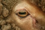 640px-Sheep_eye_close-up.jpg