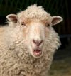 Ewe-sheep-1-01.jpeg