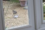 Sparrowhawk.jpg Sparrowhawk.jpg
