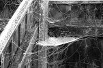 spider webs.jpg spider webs.jpg