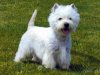 west-highland-terrier.jpg