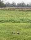 Lawn aerators.JPG Lawn aerators.JPG