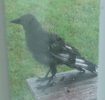 Young Crow 001.jpg Young Crow 001.jpg