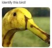 Bananaduck.jpg