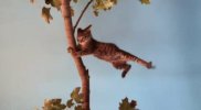 windy cat.jpg