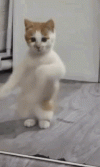 1718220330505.gif