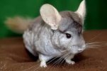 Chinchilla.jpeg Chinchilla.jpeg