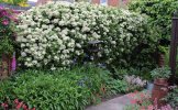 GARDEN 10.JPG