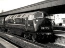 D855 Triumph at Newton Abbot~2.JPG