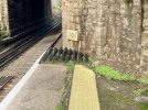 IMG_0099.jpeg