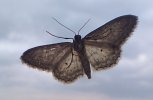 Moth Close up.jpg Moth Close up.jpg