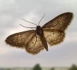 Moth Close up-4.jpg