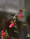Hummingbird Hawk Moth Garden 02-08-26 06.jpg