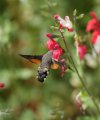 Hummingbird Hawk Moth Garden 02-08-26 10.jpg