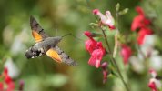 Hummingbird Hawk Moth Garden 02-08-26 112.jpg