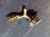 Sprue 1.jpg