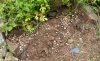 garden-08.jpg