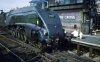 Mallard-1962-Kings-Cross.jpg