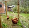 hens.jpg
