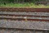 photo puzzle eight - rails.jpg